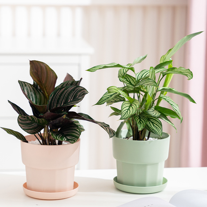 Aloe Vera Pot - 북유럽 미니멀리스트 스타일 녹색 무 다육식물