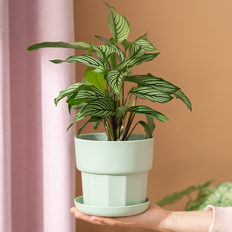 북유럽 미니멀리스트 스타일 녹색 무 다육식물 화분 플라 - Aloe Vera Pot 리뷰 및 가격