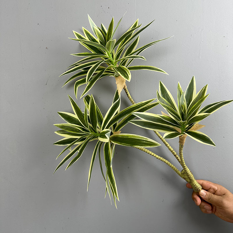 시뮬레이션된 녹색 식물 3개의 백합 대나무 드라세나 산 - Dracaena Marginata 리뷰 및 가격